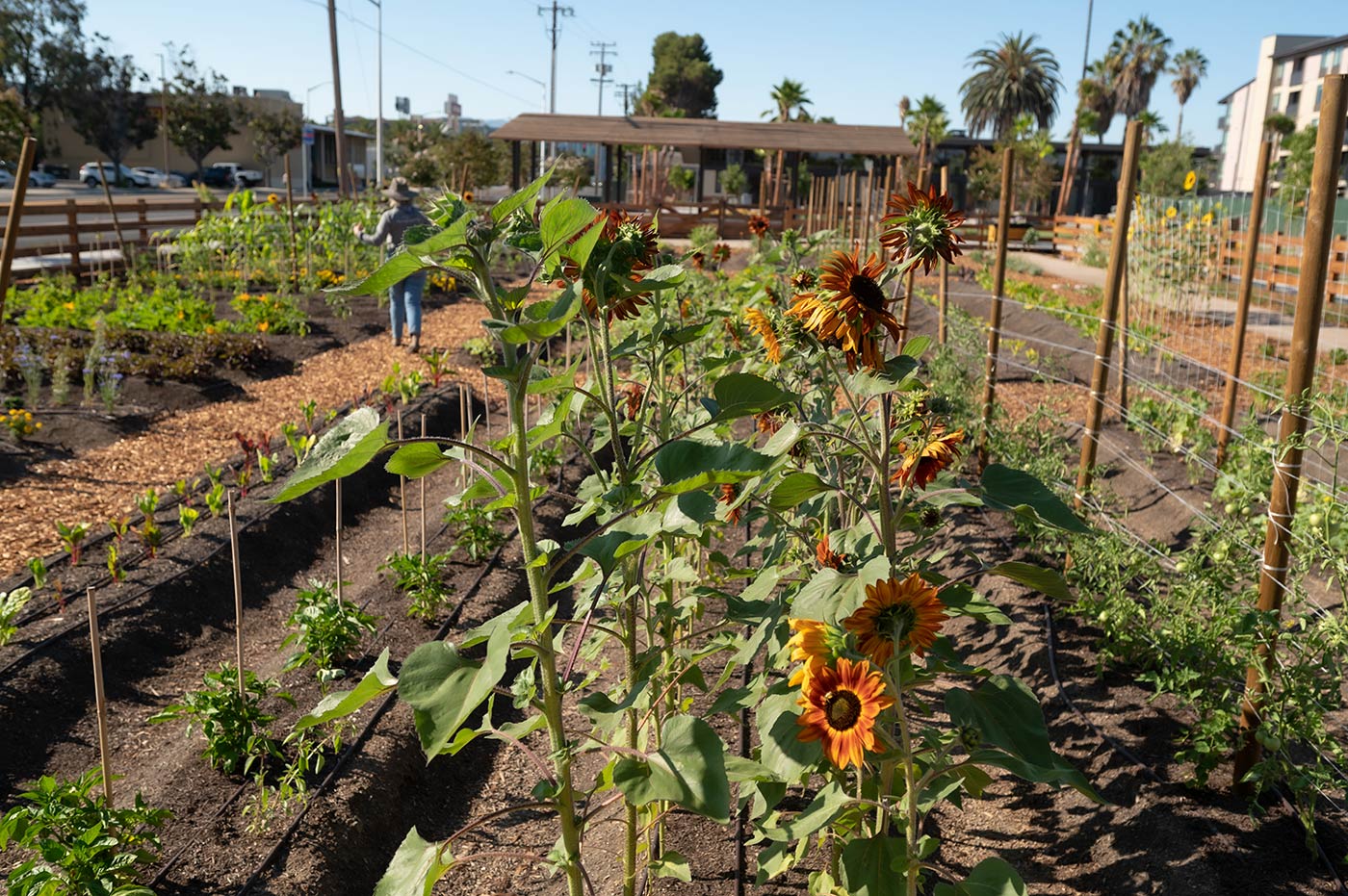Agrihood Community Garden With Sunflowers